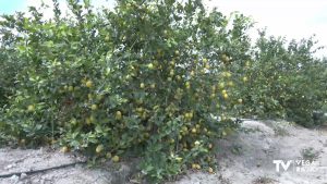 Los agricultores piden un plan de choque urgente para salvar la cosecha del limón