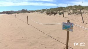 Luz verde a la instalación de chiringuitos en la playa de La Mata (Torrevieja) tras verificar que no anida el chorlitejo patinegro