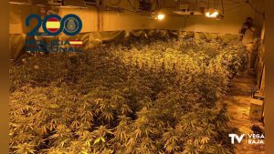 Encuentran más de un centenar de plantas de marihuana en una casa rural abandonada de Orihuela