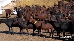 55.000 animales reciben la vacuna contra el virus de la Lengua Azul