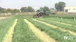 25 municipios de la Vega Baja recibirán 2,4 millones de euros para el fomento del empleo agrario
