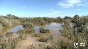 El MITECO adquiere una finca del Parque de El Hondo para la conservación de la cercedilla pardilla