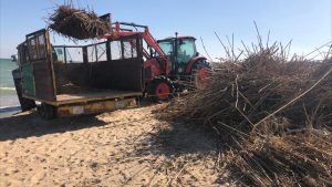 Guardamar retira entre 800 y 1.000 toneladas de bardomeras de sus playas