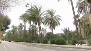 Orihuela quiere producir dátiles propios de su Palmeral