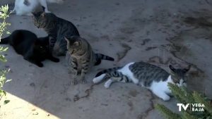 Redován esterilizará a gatos de las colonias urbanas del municipio