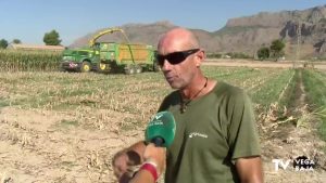 Empieza la cosecha del maíz en la Vega Baja
